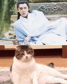 娱乐吃瓜小猫咪微博,揭秘娱乐圈幕后故事